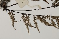 粉葉蕨藏品圖，第5張