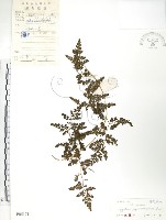 海金沙藏品圖，第1張