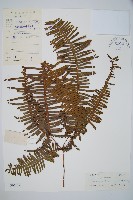 芒萁藏品圖，第1張