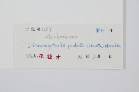 芒萁藏品圖，第2張