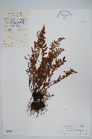 毛軸碎米蕨藏品圖，第1張