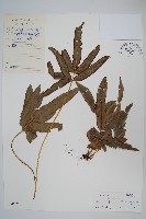 廣東鳳尾蕨藏品圖，第1張