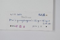 廣東鳳尾蕨藏品圖，第2張