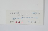 曲軸海金沙藏品圖，第2張