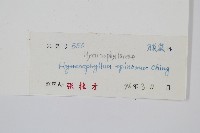 刺邊膜蕨藏品圖，第2張