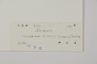 日本鳳丫蕨藏品圖，第2張