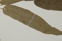 日本鳳丫蕨藏品圖，第3張