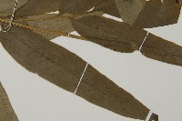 日本鳳丫蕨藏品圖，第4張