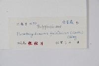 鐮形假毛蕨藏品圖，第2張
