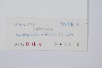 巢蕨藏品圖，第2張