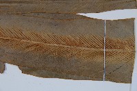 巢蕨藏品圖，第3張