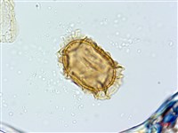 巢蕨藏品圖，第4張