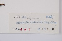 江南短腸蕨藏品圖，第3張