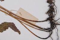 江南短腸蕨藏品圖，第4張