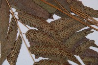 江南短腸蕨藏品圖，第5張