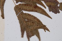 江南短腸蕨藏品圖，第6張