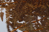 姬蕨藏品圖，第4張