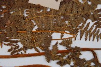 姬蕨藏品圖，第5張