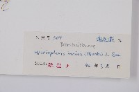 栗蕨藏品圖，第2張