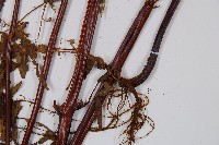 栗蕨藏品圖，第3張