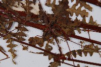 栗蕨藏品圖，第4張