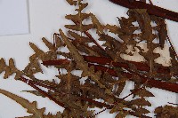 栗蕨藏品圖，第5張