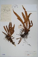 柳葉劍蕨藏品圖，第1張