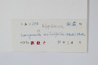 柳葉劍蕨藏品圖，第2張