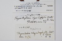 岡本氏茀蕨藏品圖，第2張