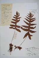 灰鱗假瘤蕨藏品圖，第1張