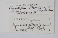 灰鱗假瘤蕨藏品圖，第2張