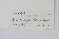 石葦藏品圖，第2張