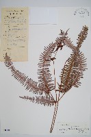 芒萁藏品圖，第1張