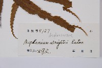 萊氏鐵角蕨藏品圖，第3張