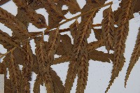 萊氏鐵角蕨藏品圖，第4張