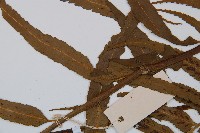 萊氏鐵角蕨藏品圖，第5張