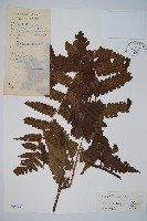 長果短腸蕨藏品圖，第1張