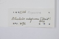 長果短腸蕨藏品圖，第5張