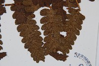 長果短腸蕨藏品圖，第6張