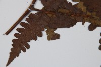 長果短腸蕨藏品圖，第7張