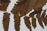 長果短腸蕨藏品圖，第8張