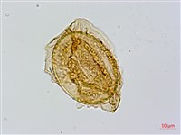 長果短腸蕨藏品圖，第2張