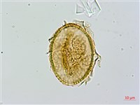 長果短腸蕨藏品圖，第3張