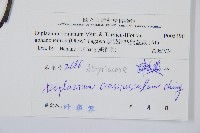 隱脈細柄雙蓋蕨藏品圖，第3張