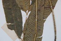 隱脈細柄雙蓋蕨藏品圖，第4張