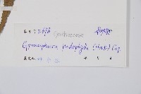 黑桫蕨藏品圖，第2張