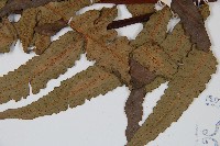 黑桫蕨藏品圖，第3張