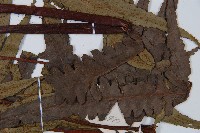 黑桫蕨藏品圖，第5張