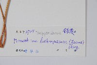 紅色新月蕨藏品圖，第2張