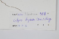 掌葉線蕨藏品圖，第2張